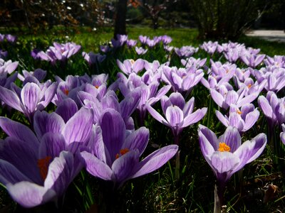Iris purple jardin des plantes