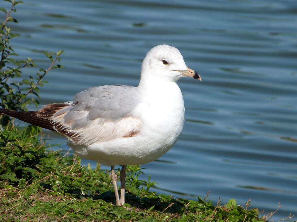 Lake morton wildlife birding