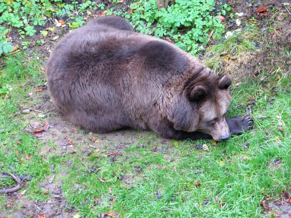 Animal wildlife wild