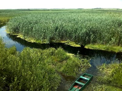 Romania swamp landscape