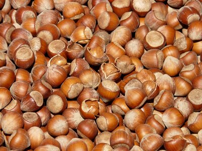 Nut hazelnut fruit hazelnut shells photo