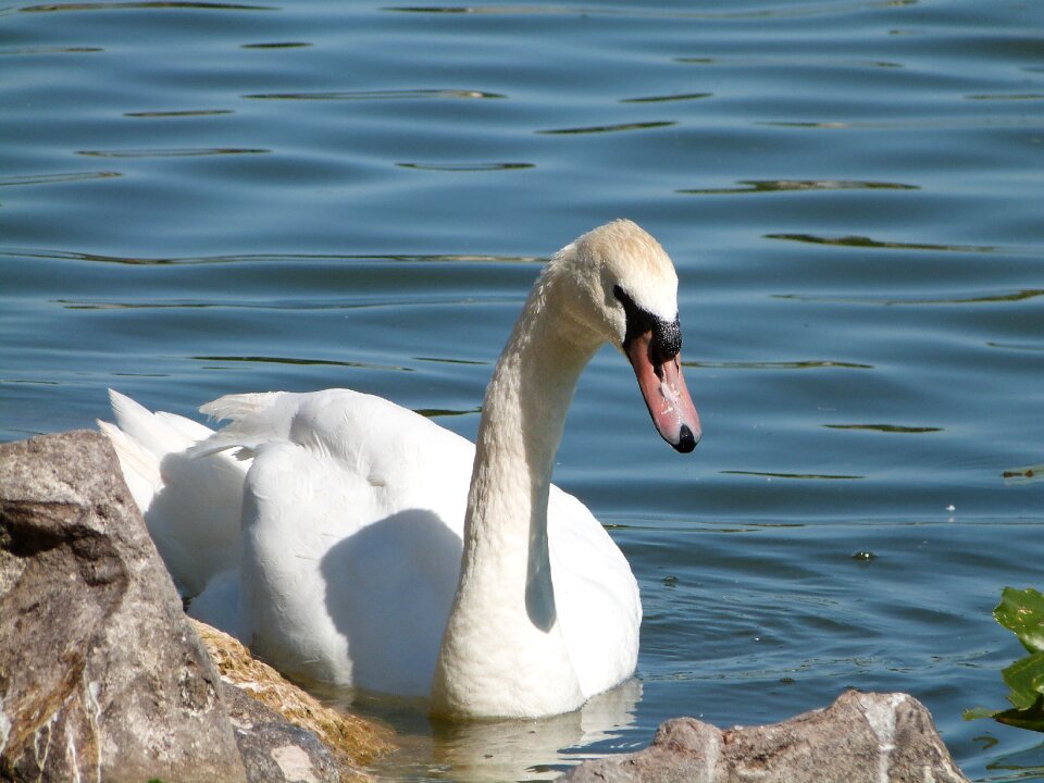 Wildlife birding avian
