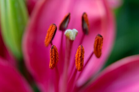 Macro close up pistil