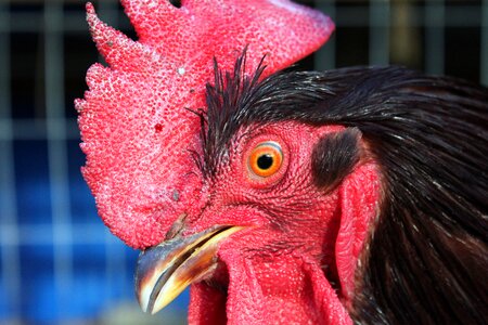 Chicken poultry farm photo