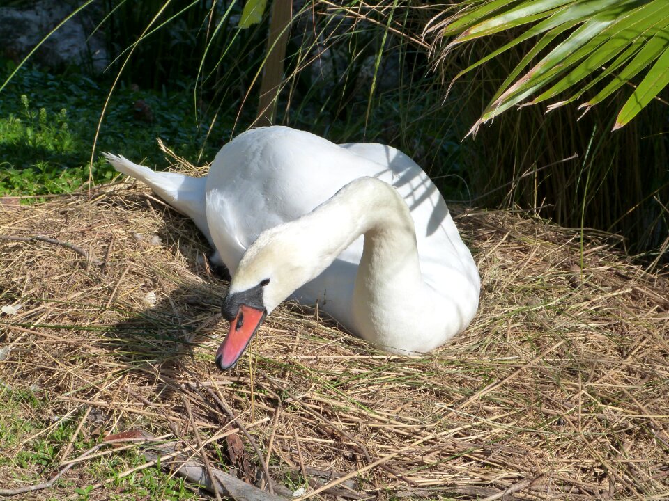 Lake morton wildlife birding
