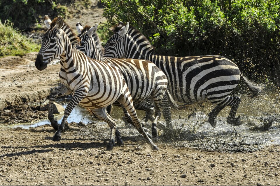 Water hole wild mammal