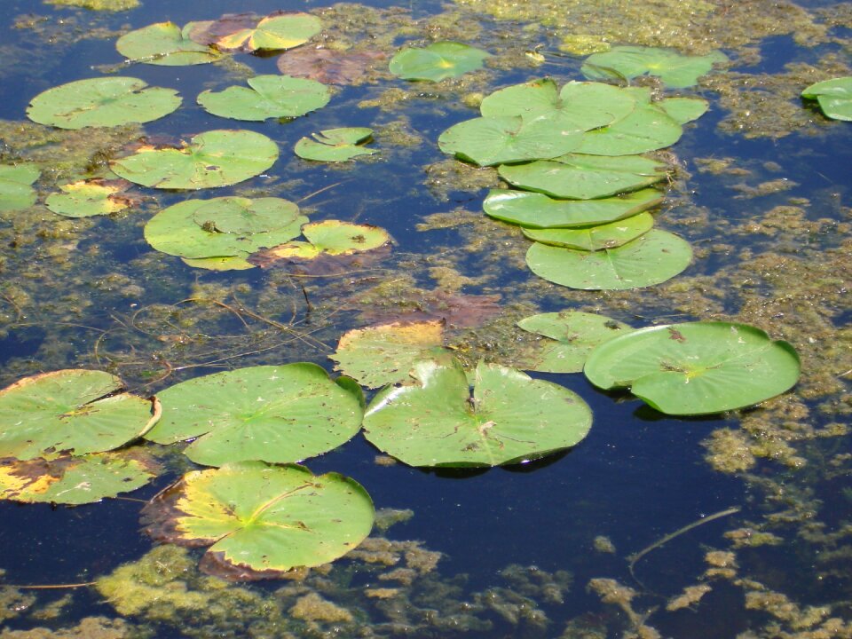 Water plant water plant
