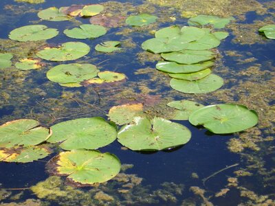 Water plant water plant