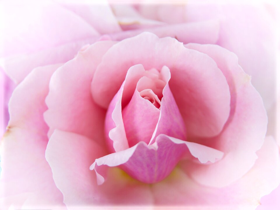 Close up blossom bloom