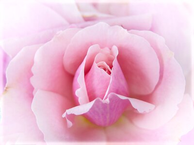 Close up blossom bloom