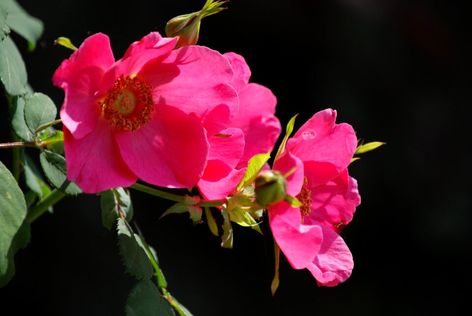 Fragrance flora black rose