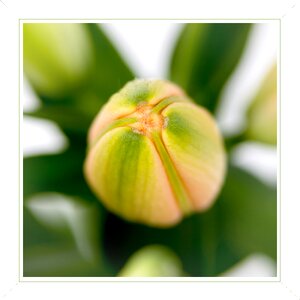 Blossom bloom plant