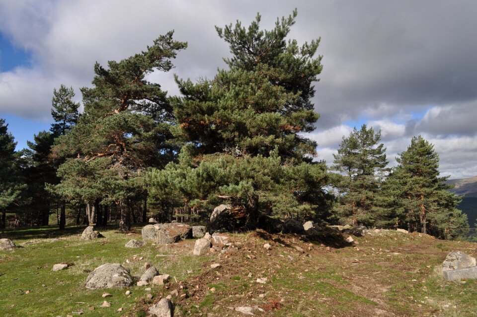 Pine nature tree