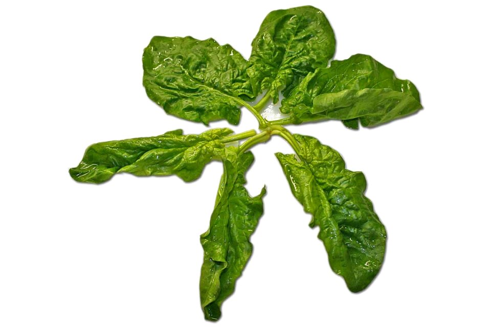 Leaves fresh vitamins