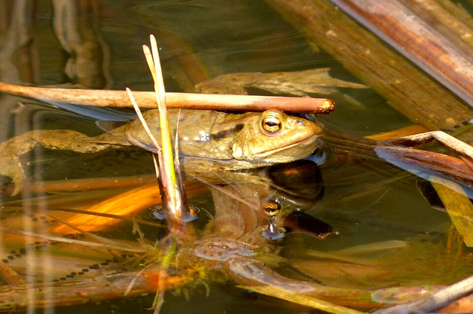 Amphibian pond water