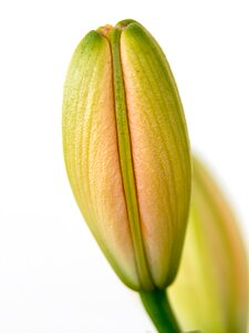 Blossom bloom plant