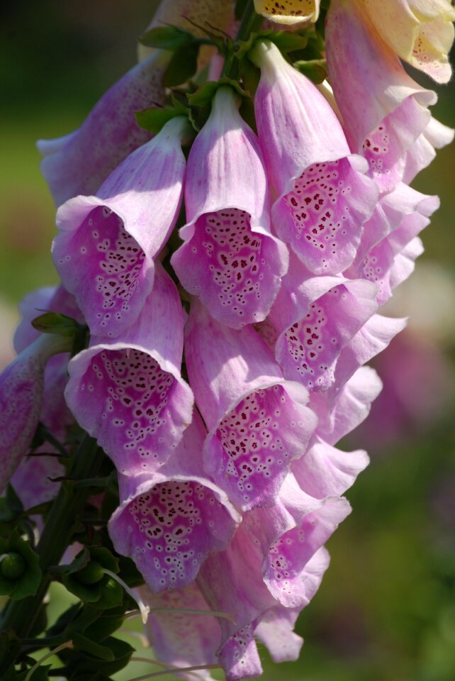 Summer bloom garden