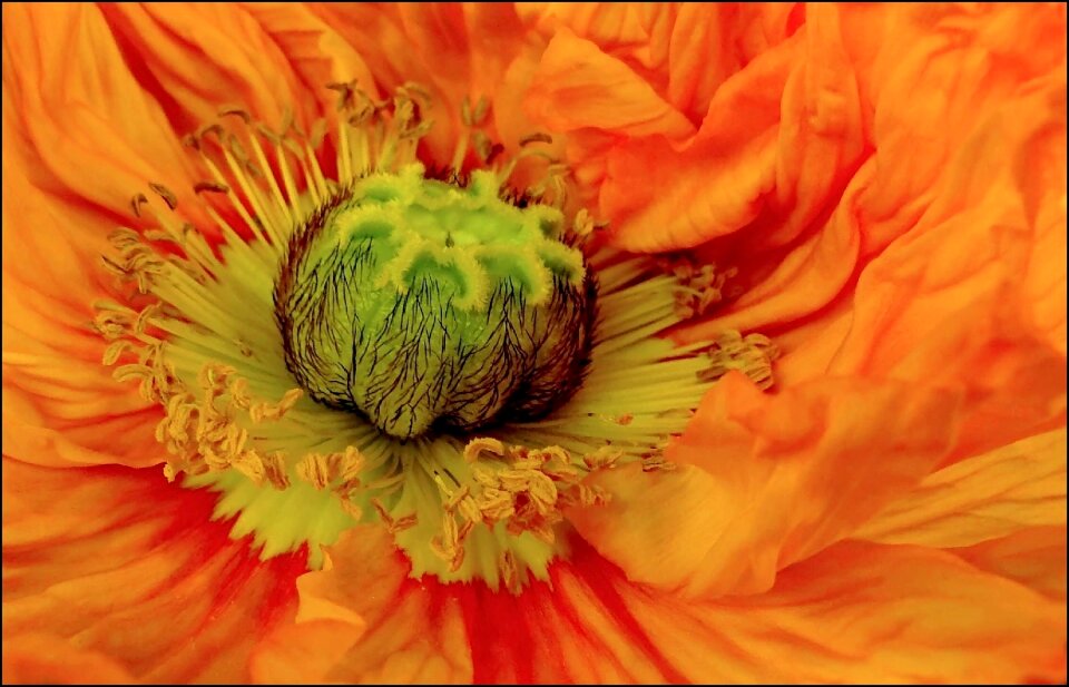 Garden flowers plant