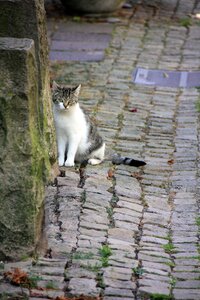 Cat road pet