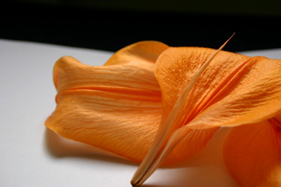 Blossom bloom petal