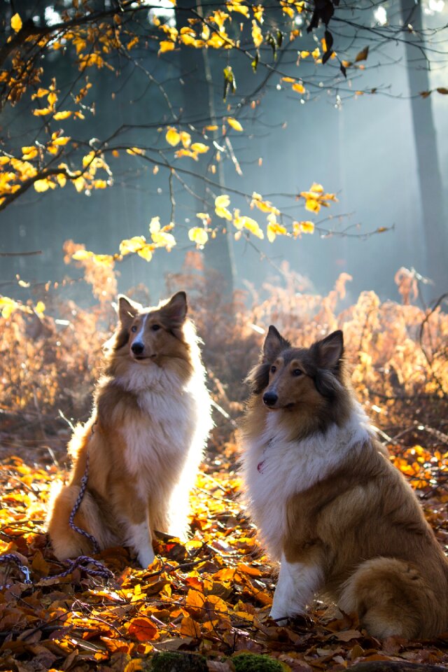 Animal animal portrait fur