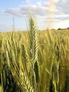 Agriculture landscape grain photo