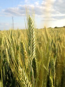 Agriculture landscape grain