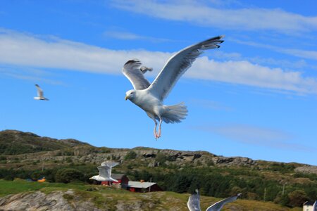 Wave north sea water bird