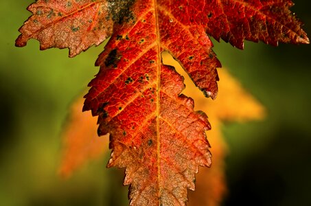 Autumn mood colorful maple photo