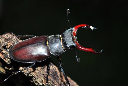 Beetle insect bug photo