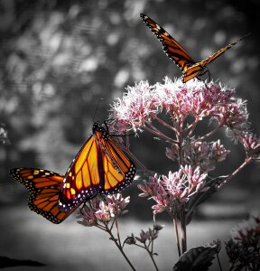 Forest flower plant insect photo