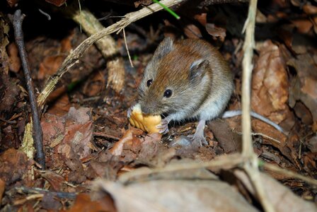 Mice hungry brown mouse photo