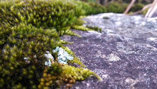Moss lichens rock photo