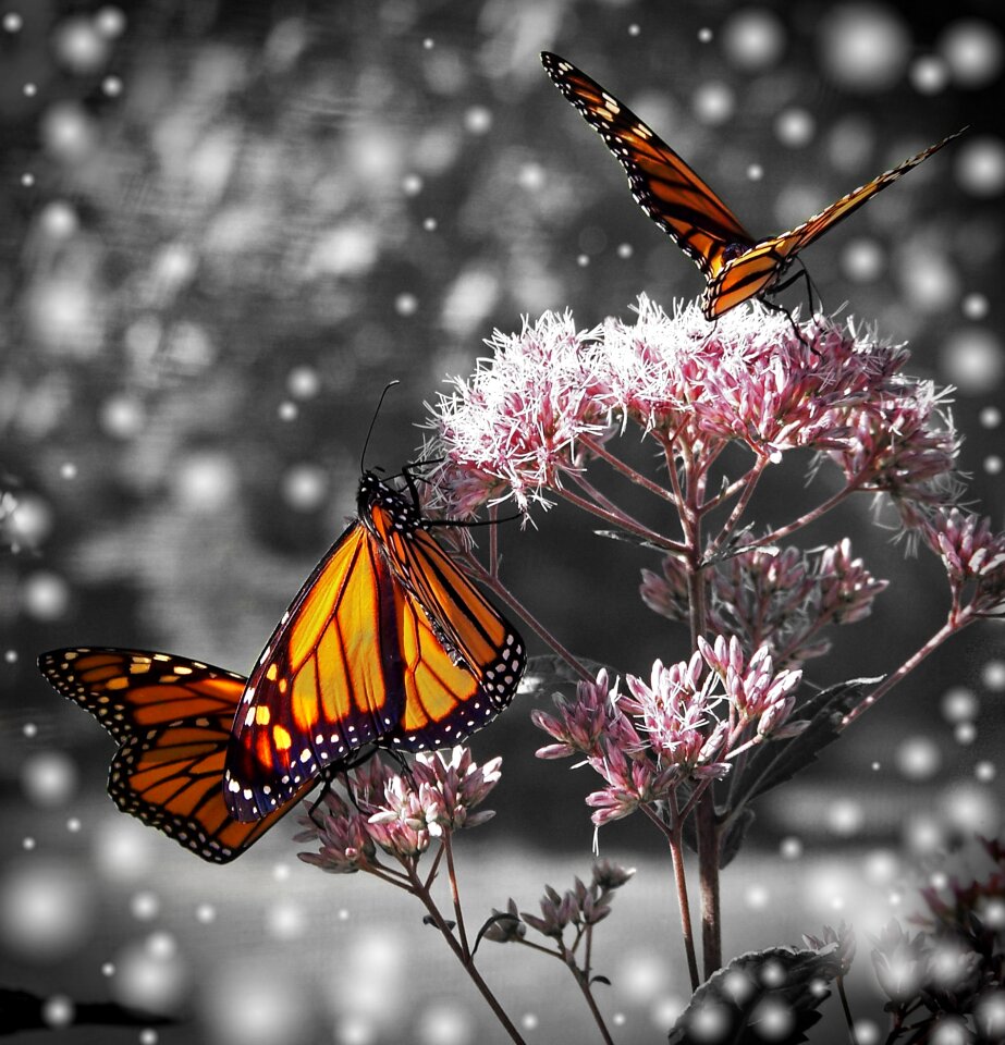 Plant insect nature