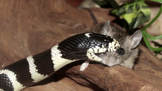 Head reptile black and white striped