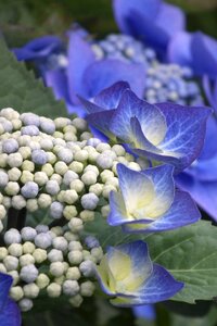 Bloom flower nature