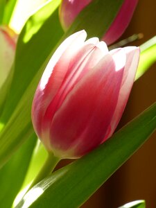 Pink flowers plant photo