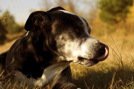 Hound animal nature