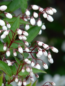 Ornamental shrub ornamental plant sternchen bush photo