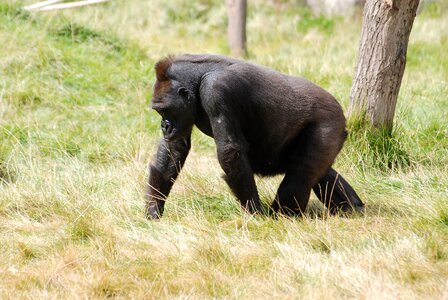 Ape primate powerful