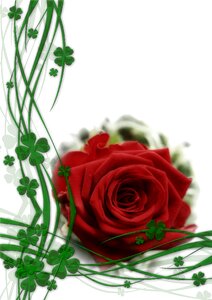 Leaves flora greeting card