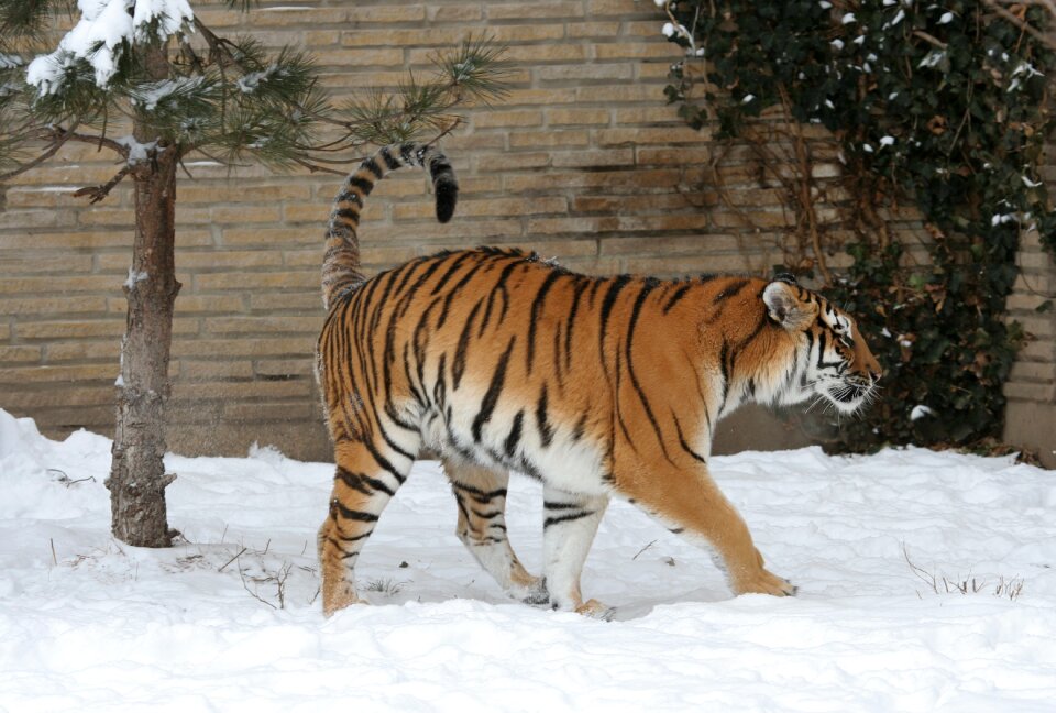 Big cat feline winter