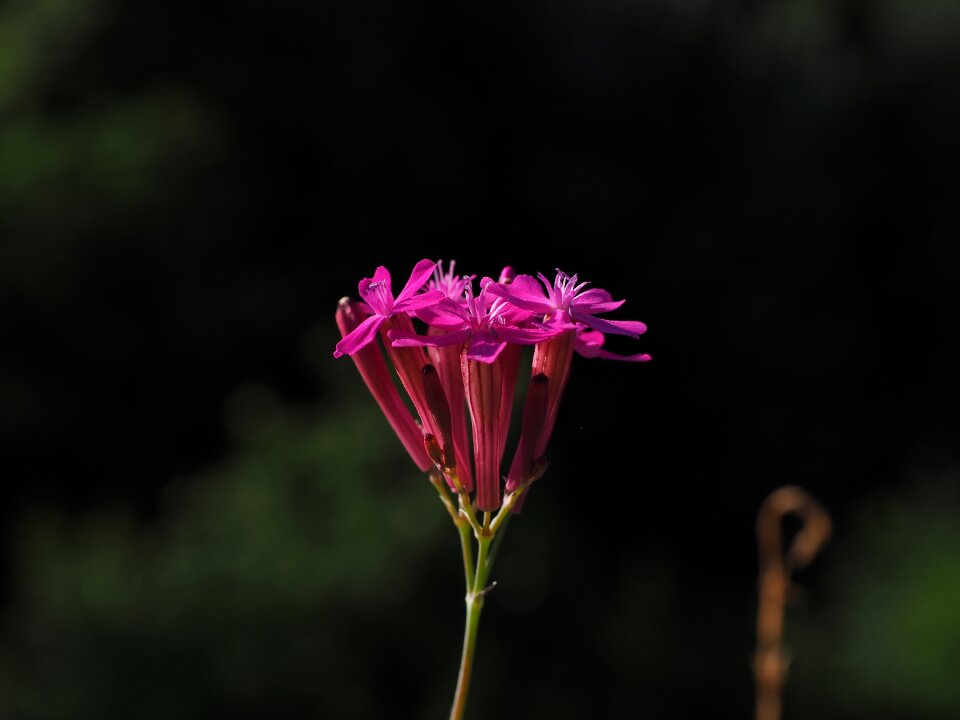 Flower pink garden campion