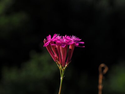 Flower pink garden campion photo