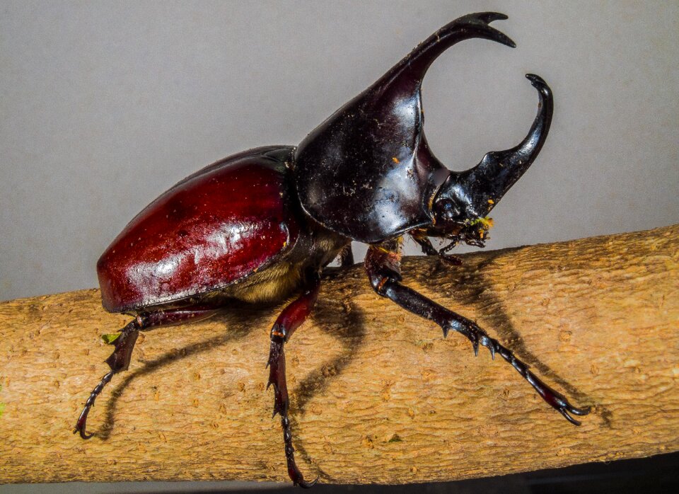 Tropical beetles rhinoceros beetle riesenkaefer