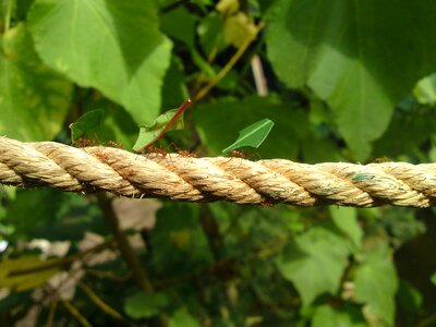 Carrying insect nature