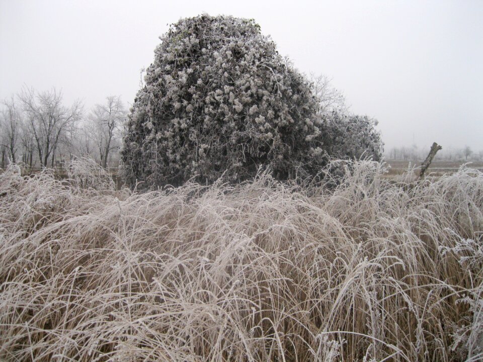 Grass landscape wilderness