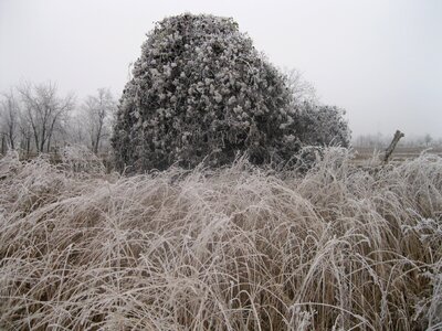 Grass landscape wilderness photo