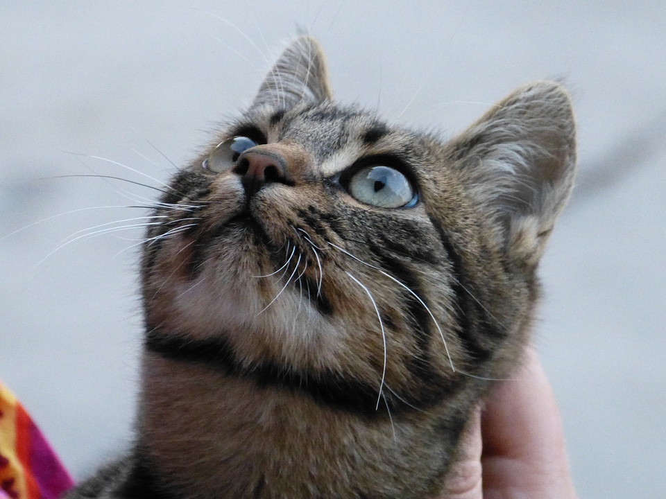 Cat cat's eyes curious