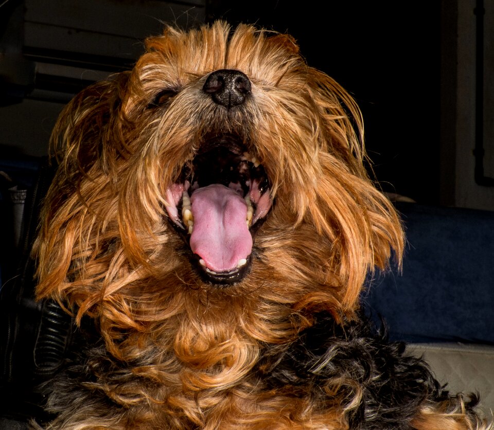 Dog yorkshire terrier big mouth